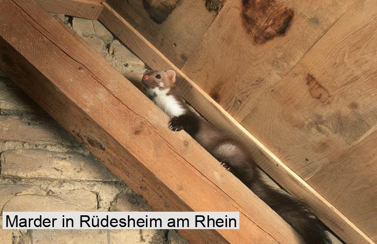 Marder in Rüdesheim am Rhein